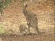 Животный мир Австралии (Австралия)
