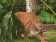 Большие кошки в Гаторленде (Соединённые Штаты Америки)