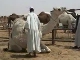 Ярмарка верблюдов в Эр-Рияде (Саудовская Аравия)