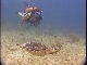 Cayman Islands diving (英国)