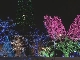 Рождественское освещение в Саппоро (Япония)
