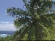 Cook Islands Landscape