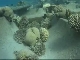 Coral reefs in Aqaba (约旦)