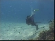Diving in Fiji (斐济)