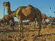 Camel Fair in Pushkar (印度)