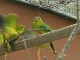 King Island Birds Watching (澳大利亚)