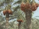 Природа Эль-Фуджайра (Объединенные Арабские Эмираты)