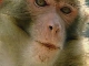 Rhesus Monkeys Nature Reserve (中国)