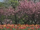 Spring in Sapporo (日本)