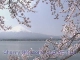 Весна в Яманаси (Япония)