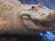 Белые крокодилы в Гаторленде (Соединённые Штаты Америки)
