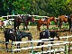 Катание на лошадях в Ранчо Айс Хи (Австралия)