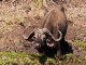 Африканские буйволы в парке Меру (Кения)