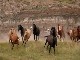 Дикие кони в Альберте (Канада)