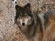 Colorado Wolf and Wildlife Center (美国)