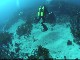 Diving in Shellharbour (澳大利亚)