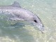 Дельфины Манки Миа (Австралия)