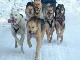Greenlandic sled dogs (丹麦)