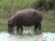 Hippos of Saint Lucia (南非)