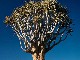 Keetmanshoop Quiver Tree (纳米比亚)