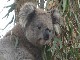 Заповедник коал