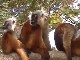 Lemurs of Nosy Komba (马达加斯加)