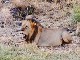 Львы в Национальном парке Меру (Кения)