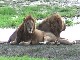 Lions of the Ngorongoro (坦桑尼亚)