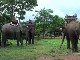 Слоны в Фу Асе (Лаос)