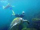 Scuba Diving Rarotonga (库克群岛)