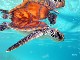 Sea Turtle Snorkeling in Bora Bora (法屬玻里尼西亞)