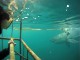 Ныряние с акулами в клетке в Кейптауне (Южная Африка)
