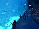 Singapore Aquarium (新加坡)