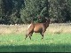 Small Elk Herd in North Bend (美国)