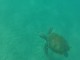 Ныряние с морскими черепахами на Барбадосе
