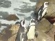 Stony Point Penguin Colony (南非)