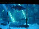 Two Oceans Aquarium (南非)