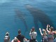 Наблюдение за китами в Херви-Бей (Австралия)