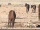 Wild Horses outside Aus (纳米比亚)
