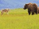 Туры по дикой природе Аляски (Соединённые Штаты Америки)