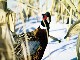 Winter Pheasant Hunting in North Dakota (美国)