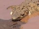 Крокодилы в Тсаво (Кения)